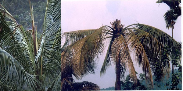 Coconut Cultivation