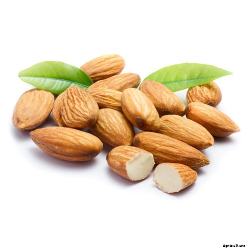 Almond Production