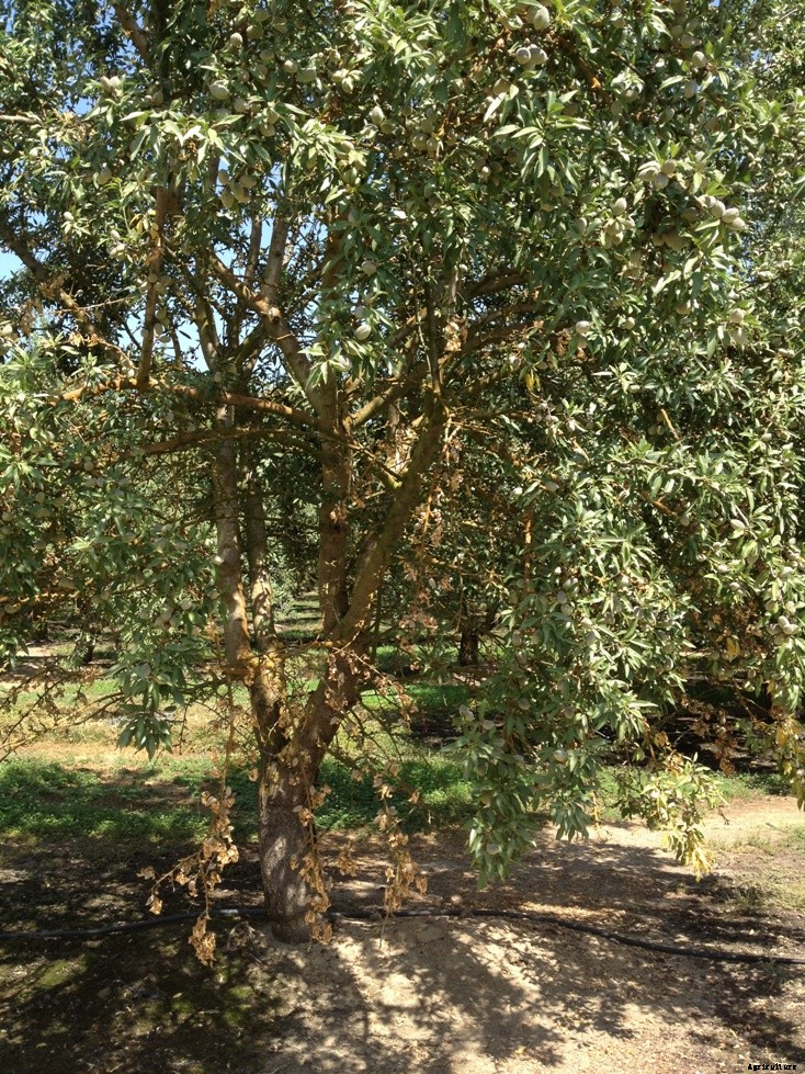 Almond Production