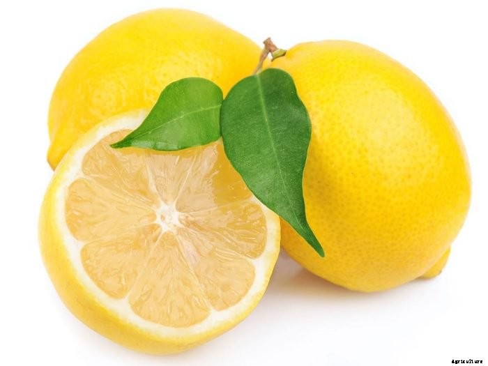 Lemon Cultivation