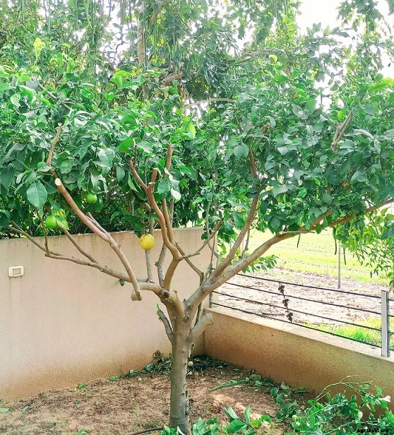 Lemon Cultivation