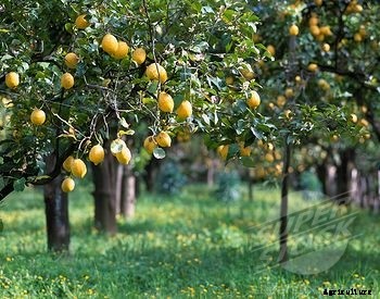 Lemon Cultivation
