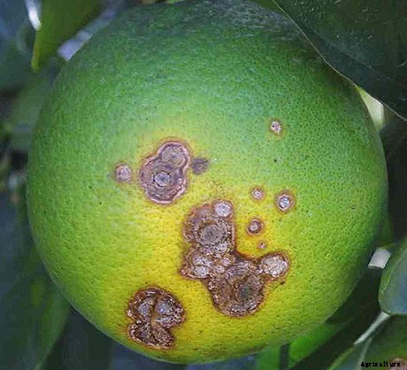 Lemon Cultivation