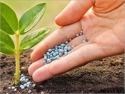 Pomegranate Production Technology