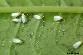 Pomegranate Production Technology