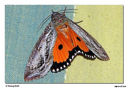 Pomegranate Production Technology
