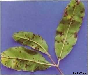 Pomegranate Production Technology