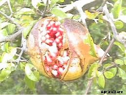 Pomegranate Production Technology