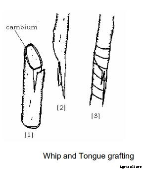 Apricot Production Technology
