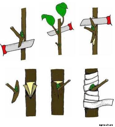 Apricot Production Technology