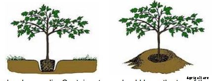 Apricot Production Technology