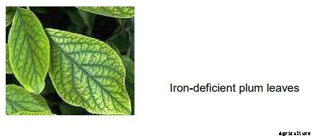 Apricot Production Technology