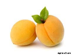 Apricot Production Technology
