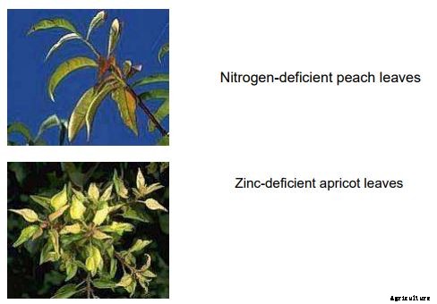 Apricot Production Technology