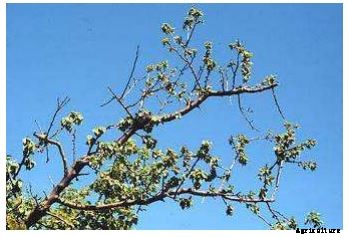 Apricot Production Technology