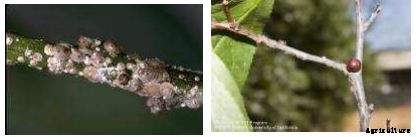 Apricot Production Technology