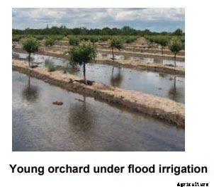 Apricot Production Technology