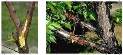 Apricot Production Technology