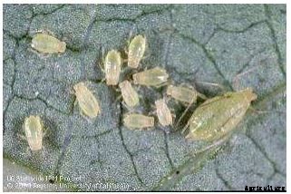 Apricot Production Technology