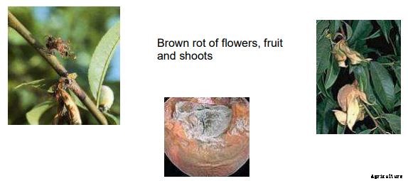 Apricot Production Technology