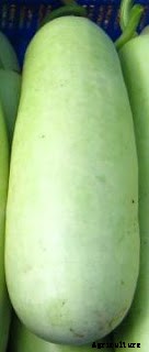 Bottle Gourd