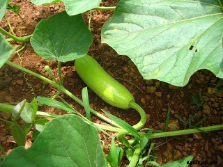 Bottle Gourd