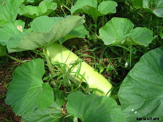 Bottle Gourd