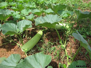 Bottle Gourd