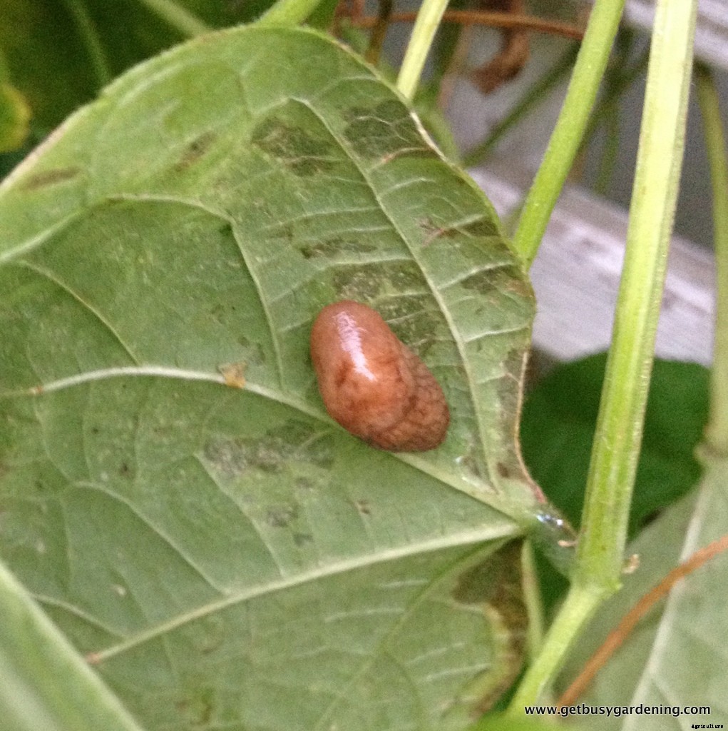 Red Bean Production Technology