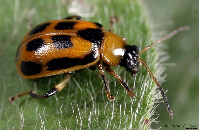 Red Bean Production Technology