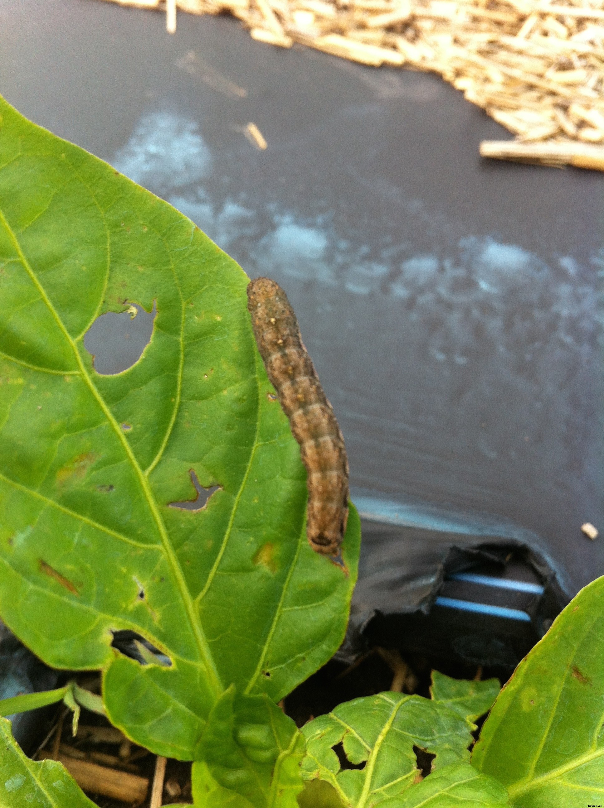 Red Bean Production Technology