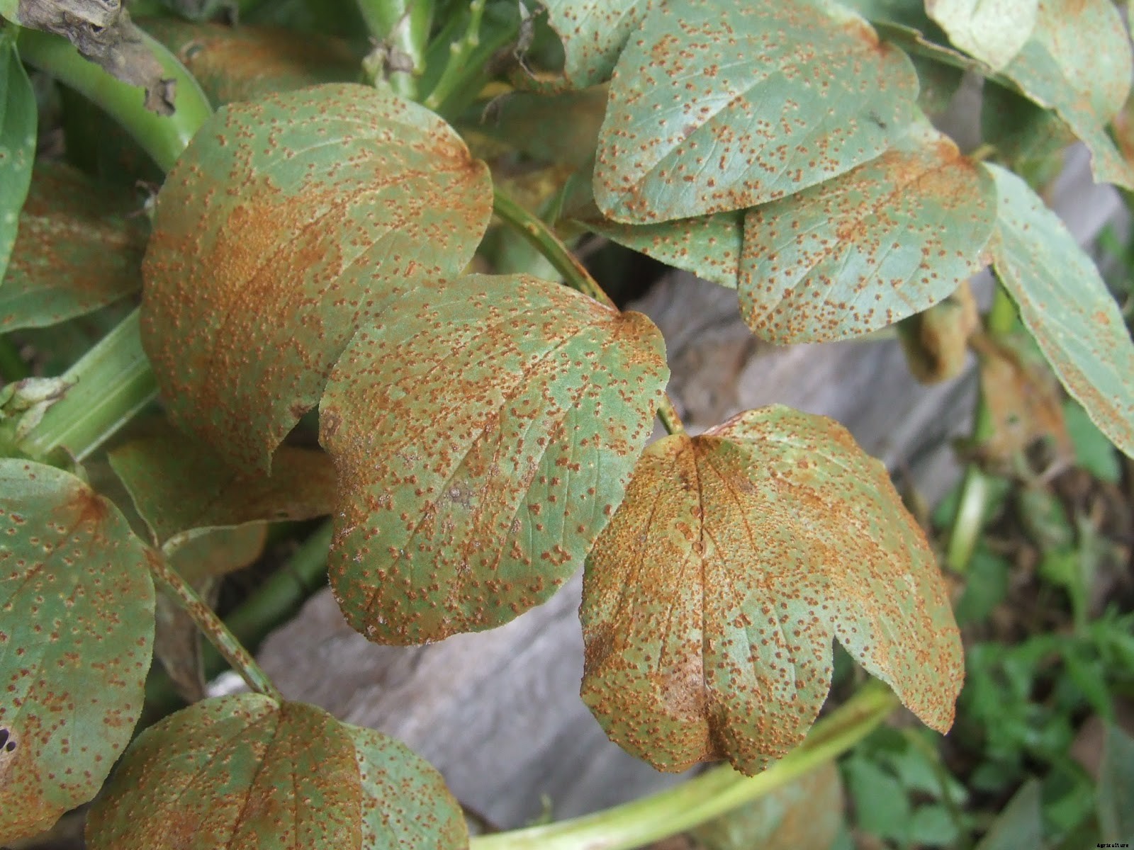 Red Bean Production Technology