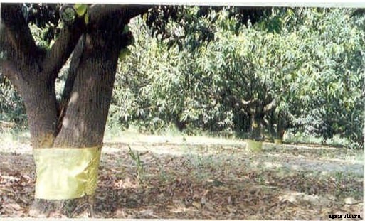Mango Production