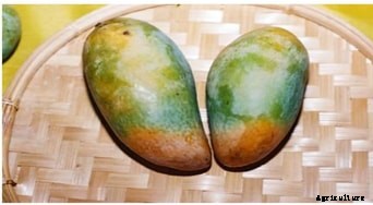 Mango Production