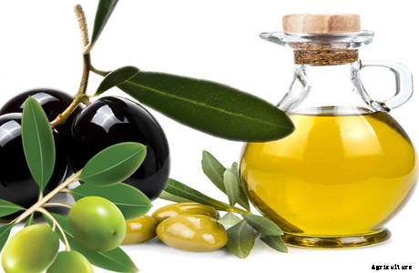 Olive Production Technology