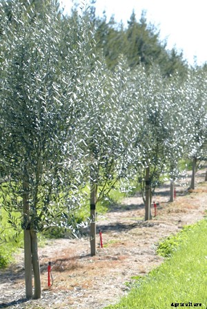 Olive Production Technology