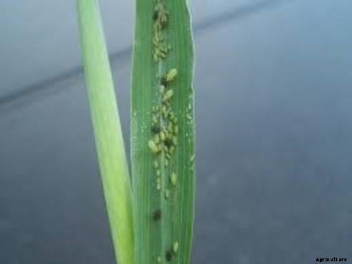 Wheat Production in Pakistan