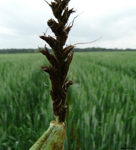 Wheat Production in Pakistan