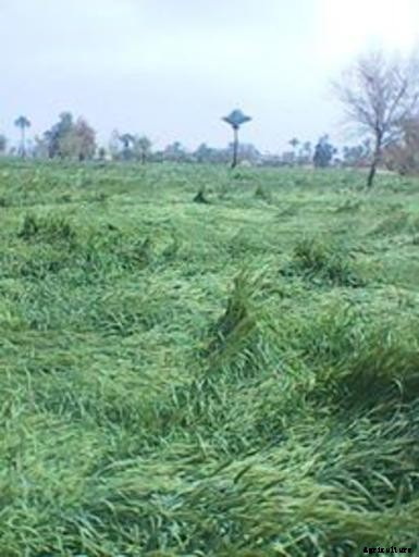 Wheat Production in Pakistan