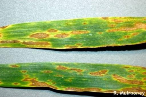 Wheat Production in Pakistan