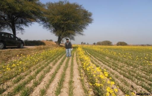 Wheat Production in Pakistan