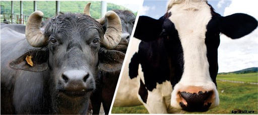 Buffaloes and Cows
