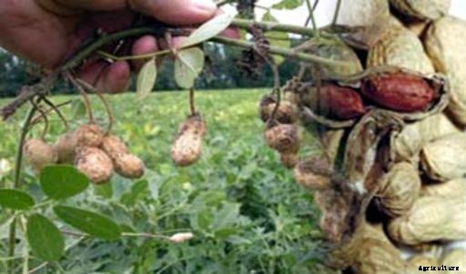 Peanut Cultivation