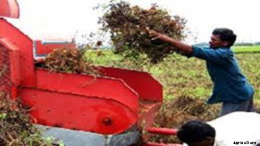 Peanut Cultivation