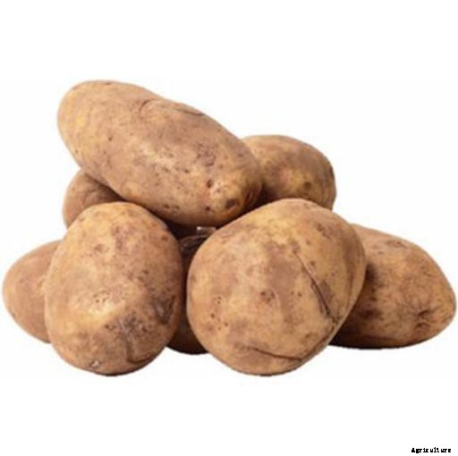 Potato