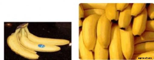 Bananas