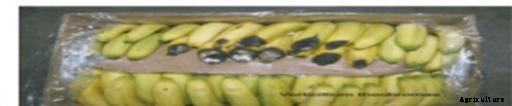 Bananas