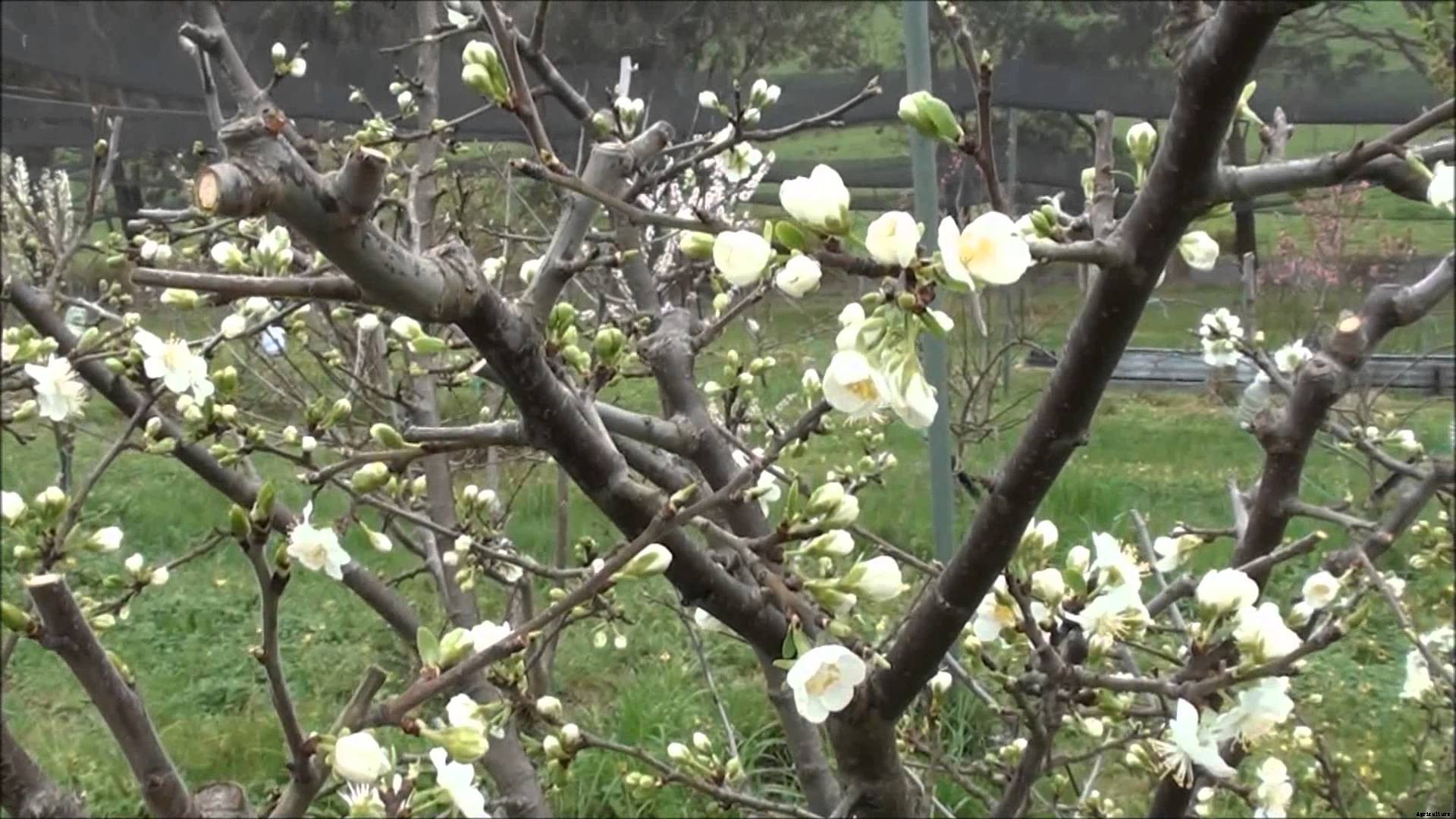 Plum Cultivation