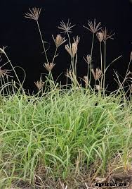 Rhodes grass Production Technology