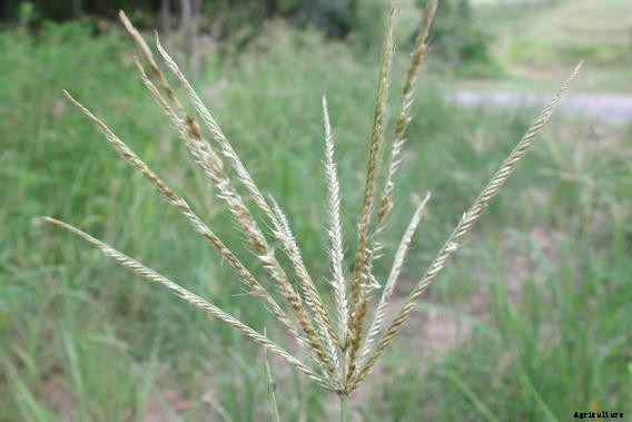 Rhodes grass Production Technology